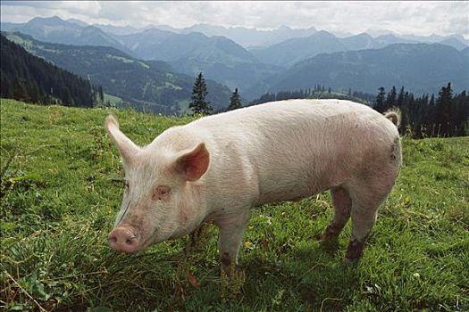 德国小猪为什么叫小猪